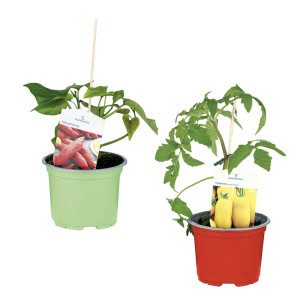 /ext/img/product/bonnes-affaires/26_06_03/500_plants_1.jpg