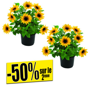/ext/img/product/bonnes-affaires/26_06_03/500_tournesol_1.jpg