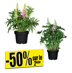 /ext/img/product/bonnes-affaires/26_06_10/400_buissons_1.jpg