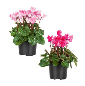 /ext/img/product/bonnes-affaires/26_06_10/400_cyclamen_1.jpg