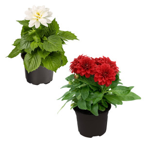 /ext/img/product/bonnes-affaires/26_06_10/400_dahlia_1.jpg