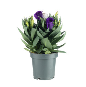 /ext/img/product/bonnes-affaires/26_06_10/400_eustoma_1.jpg