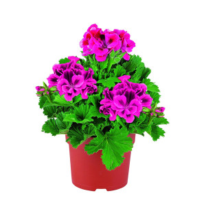 /ext/img/product/bonnes-affaires/26_06_10/400_geraniums_1.jpg