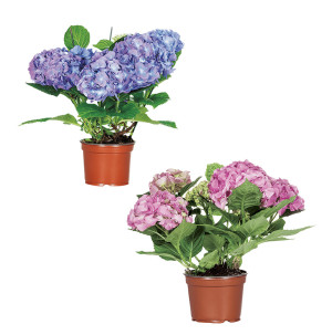 /ext/img/product/bonnes-affaires/26_06_10/400_hortensia_1.jpg