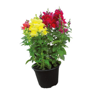 /ext/img/product/bonnes-affaires/26_06_10/400_muflier_1.jpg