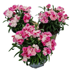 /ext/img/product/bonnes-affaires/26_06_10/400_oeillet_1.jpg