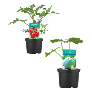 /ext/img/product/bonnes-affaires/26_06_10/400_plants_1.jpg