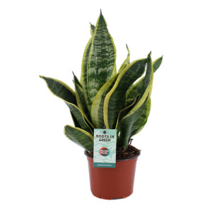 /ext/img/product/bonnes-affaires/26_06_10/400_sanseveria_1.jpg