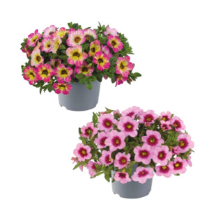 /ext/img/product/bonnes-affaires/26_06_17/500_calibrachoa_1.jpg