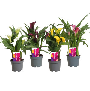 /ext/img/product/bonnes-affaires/26_06_17/500_calla_1.jpg