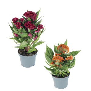 /ext/img/product/bonnes-affaires/26_06_17/500_celosie_1.jpg