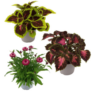 /ext/img/product/bonnes-affaires/26_06_17/500_coleus_1.jpg
