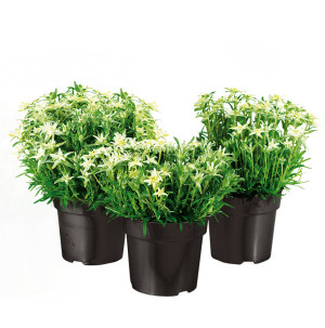 /ext/img/product/bonnes-affaires/26_06_17/500_edelweiss_1.jpg