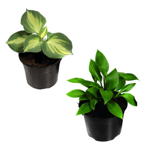 /ext/img/product/bonnes-affaires/26_06_17/500_funkie_1.jpg