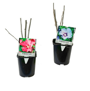 /ext/img/product/bonnes-affaires/26_06_17/500_hibiscus_1.jpg