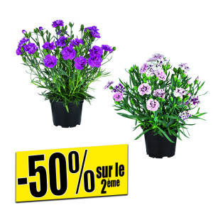 /ext/img/product/bonnes-affaires/26_06_17/500_oeillets_1.jpg