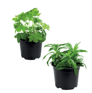 /ext/img/product/bonnes-affaires/26_06_17/500_plantes_1.jpg