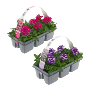 /ext/img/product/bonnes-affaires/26_06_17/500_verveine_1.jpg