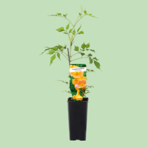 /ext/img/product/bonnes-affaires/26_06_24/500_campsis_1.jpg
