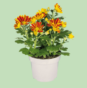 /ext/img/product/bonnes-affaires/26_06_24/500_chrysanthemes_1.jpg