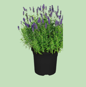 /ext/img/product/bonnes-affaires/26_06_24/500_lavande_1.jpg