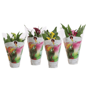 /ext/img/product/bonnes-affaires/26_07_01/500_calla_1.jpg