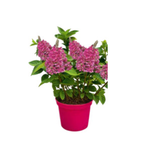 /ext/img/product/bonnes-affaires/26_07_01/500_hortensia_1.jpg