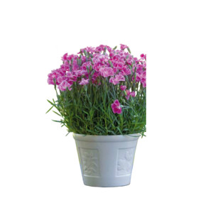 /ext/img/product/bonnes-affaires/26_07_01/500_oeillet_1.jpg