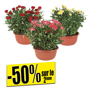 /ext/img/product/bonnes-affaires/26_07_01/500_rosiers_1.jpg