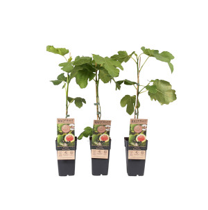 /ext/img/product/bonnes-affaires/26_07_08/500_arbustes_1.jpg