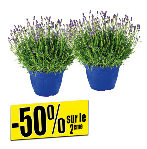 /ext/img/product/bonnes-affaires/26_07_08/500_lavande_1.jpg