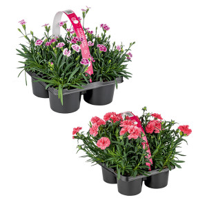 /ext/img/product/bonnes-affaires/26_07_08/500_oeillets_1.jpg