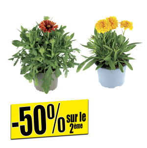 /ext/img/product/bonnes-affaires/26_07_08/500_plantes_1.jpg