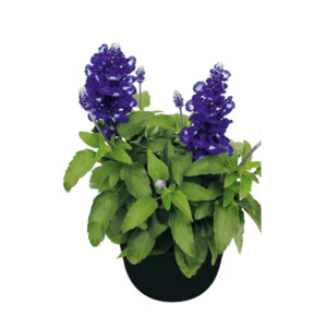 /ext/img/product/bonnes-affaires/26_07_08/500_salvia_1.jpg