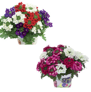 /ext/img/product/bonnes-affaires/26_07_08/500_verveine_1.jpg