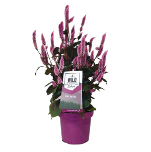 /ext/img/product/bonnes-affaires/26_07_15/500_celosia_1.jpg