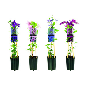/ext/img/product/bonnes-affaires/26_07_15/500_clematite_1.jpg