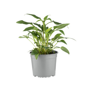 /ext/img/product/bonnes-affaires/26_07_15/500_echinaeca_1.jpg