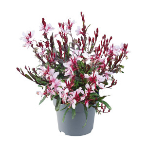 /ext/img/product/bonnes-affaires/26_07_15/500_gaura_1.jpg
