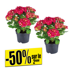 /ext/img/product/bonnes-affaires/26_07_15/500_hortensias_1.jpg