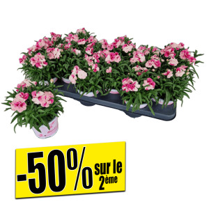 /ext/img/product/bonnes-affaires/26_07_15/500_oeillet_1.jpg