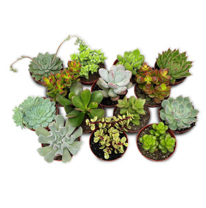 /ext/img/product/bonnes-affaires/26_07_15/500_plante_1.jpg