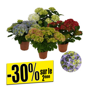 /ext/img/product/bonnes-affaires/26_07_22/500_hortensia_1.jpg