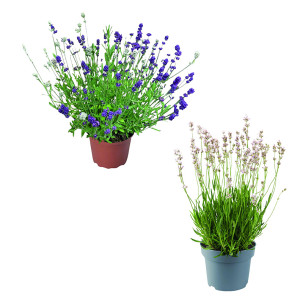 /ext/img/product/bonnes-affaires/26_07_22/500_lavande_1.jpg