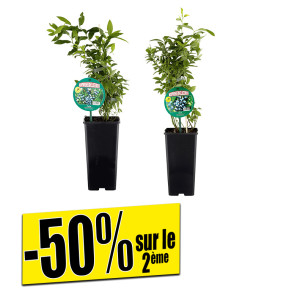 /ext/img/product/bonnes-affaires/26_07_22/500_myrtillier_1.jpg