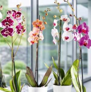 /ext/img/product/bonnes-affaires/26_07_22/500_orchidee_1.jpg