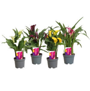 /ext/img/product/bonnes-affaires/26_07_29/500_calla_1.jpg