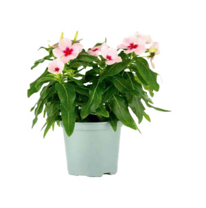 /ext/img/product/bonnes-affaires/26_07_29/500_catharanthus_1.jpg