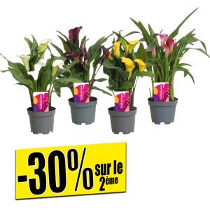 /ext/img/product/bonnes-affaires/26_07_29/500_lilas_1.jpg