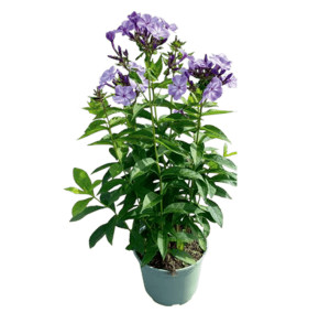 /ext/img/product/bonnes-affaires/26_07_29/500_phlox_1.jpg